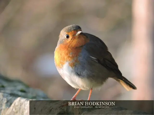 Photograph from Birds of 2014