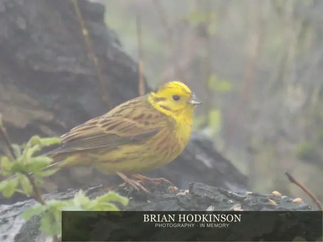 Photograph from Birds of 2014