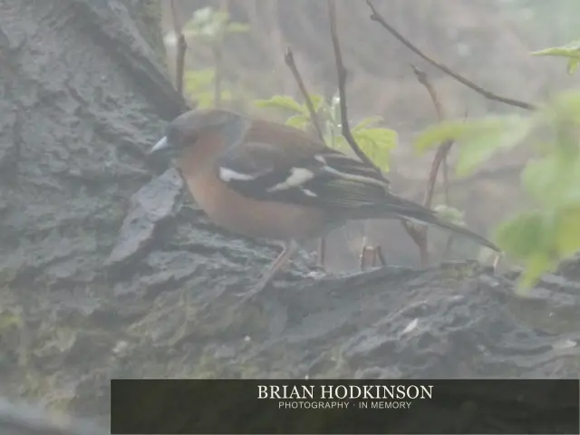 Photograph from Birds of 2014
