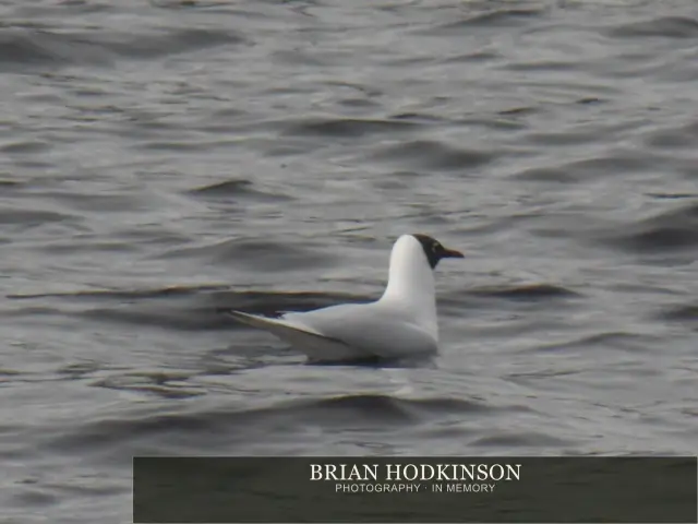 Photograph from Birds of 2014