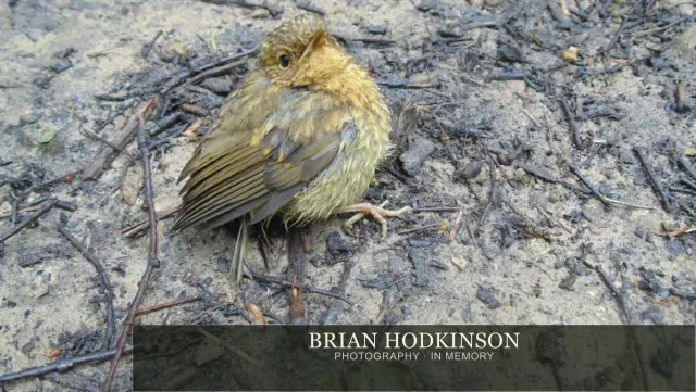 Photograph from Birds of 2014