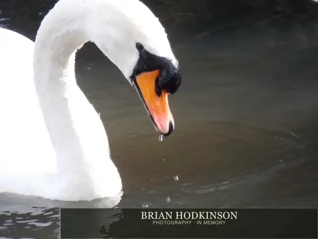 Photograph from Birds of 2014