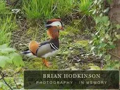 Photograph from Birds of 2014