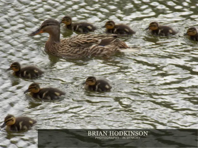 Photograph from Birds of 2014