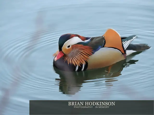Photograph from Birds of 2014