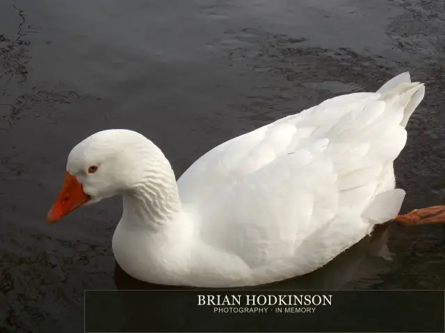 Photograph from Birds of 2014