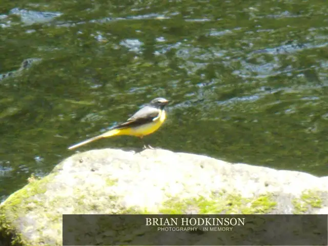 Photograph from Birds of 2014
