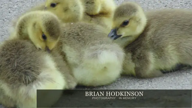 Photograph from Birds of 2014