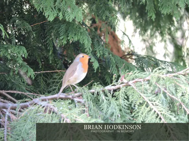 Photograph from Birds of 2014