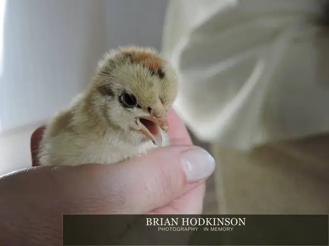 Photograph from Birds of 2014