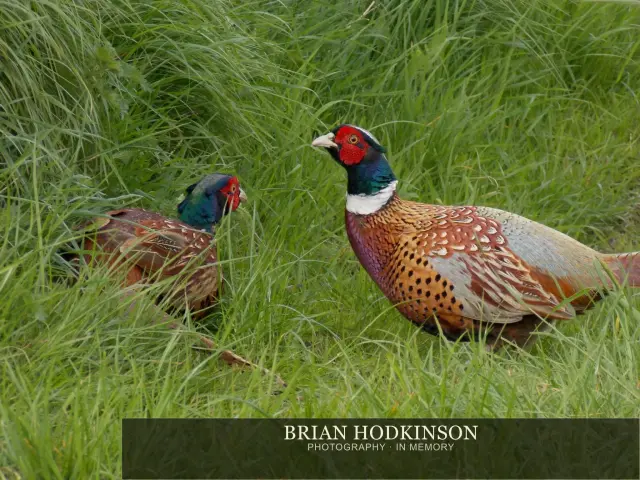 Photograph from Birds of 2014