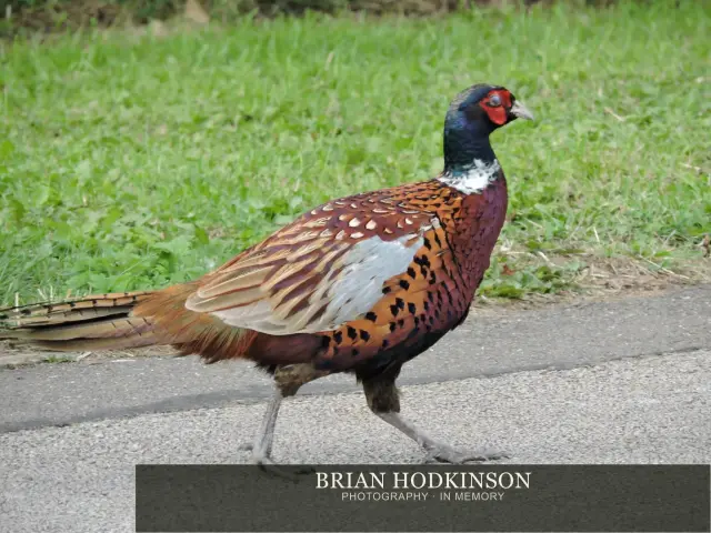 Photograph from Birds of 2014