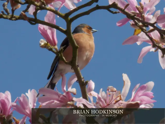 Photograph from Birds of 2014