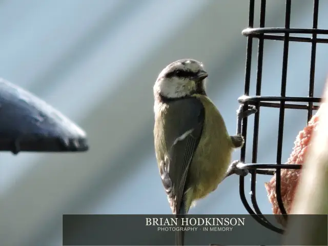Photograph from Birds of 2014