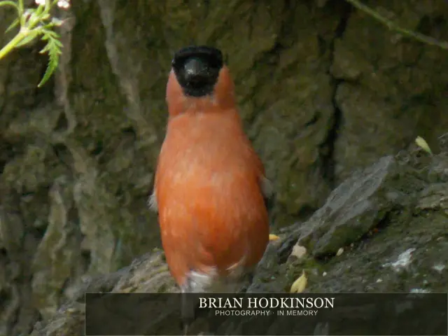 Photograph from Birds of 2014