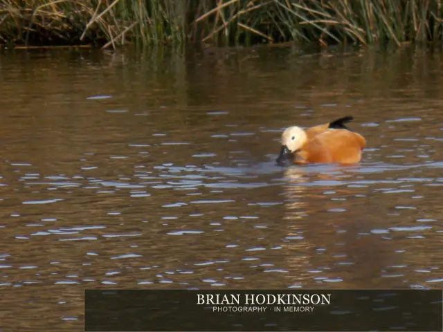 Photograph from Birds of 2014