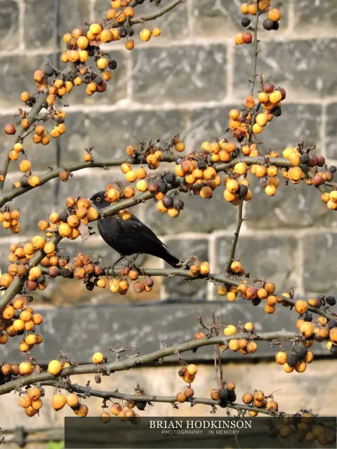 Photograph from Birds of 2014