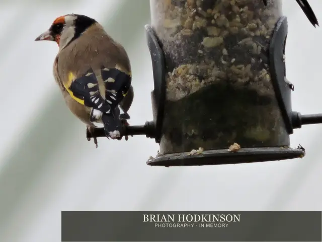Photograph from Birds of 2014