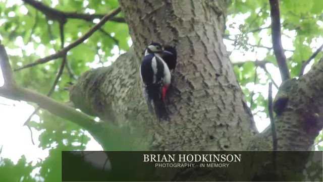 Photograph from Birds of 2014