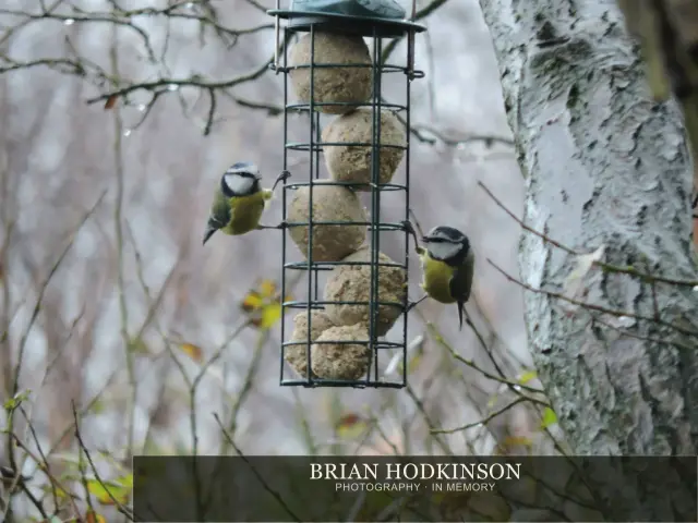 Photograph from Birds of 2014
