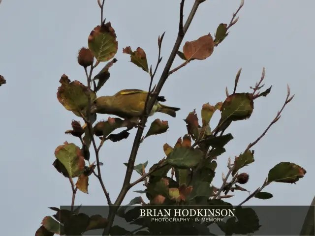Photograph from Birds of 2014