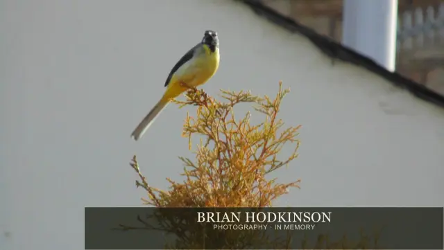Photograph from Birds of 2014