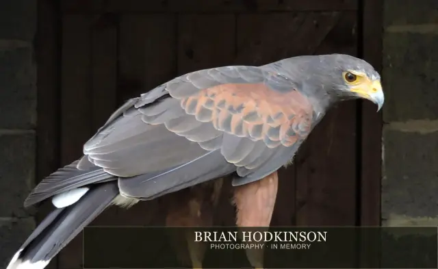 Photograph from Birds of 2014