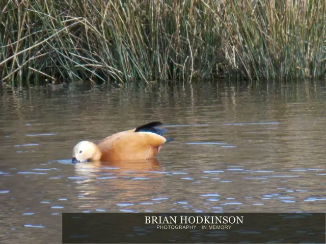 Photograph from Birds of 2014