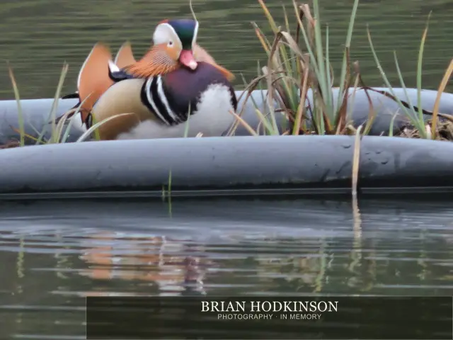 Photograph from Birds of 2014