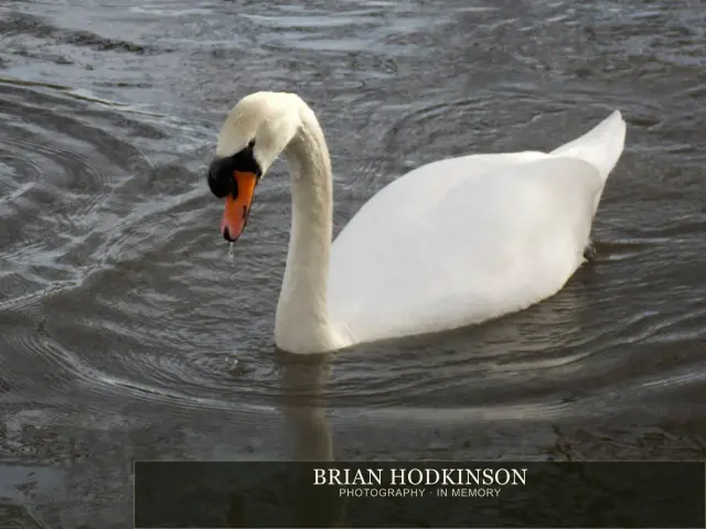 Photograph from Birds of 2014