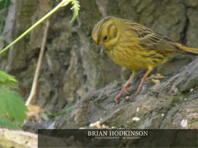 Photograph from Birds of 2014