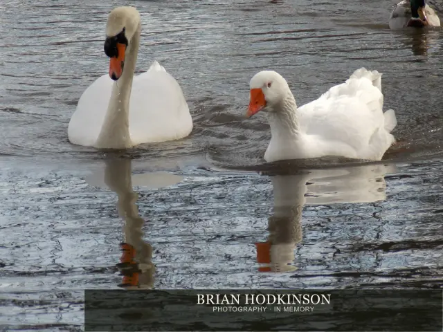Photograph from Birds of 2014