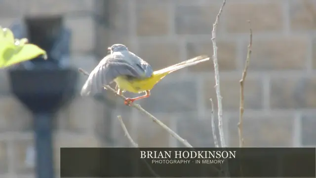 Photograph from Birds of 2014