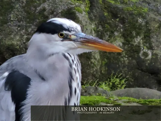 Photograph from Birds of 2014