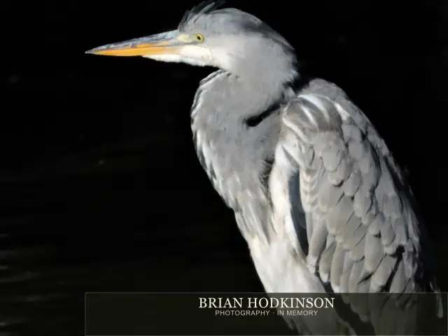 Photograph from Birds of 2014