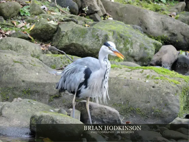 Photograph from Birds of 2014