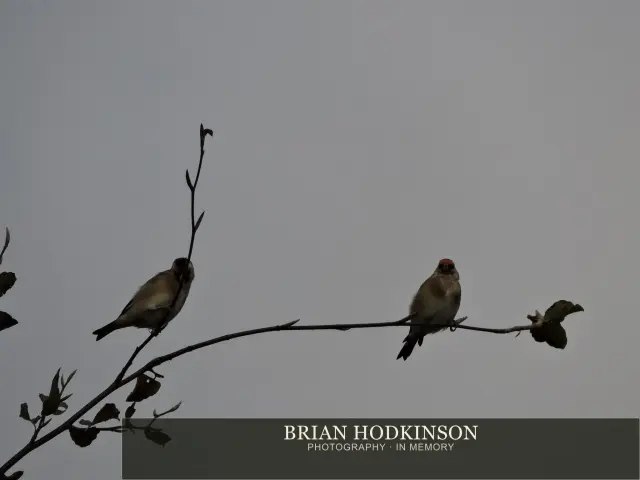 Photograph from Birds of 2014