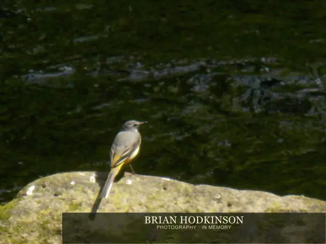 Photograph from Birds of 2014
