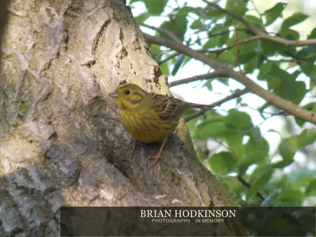 Photograph from Birds of 2014