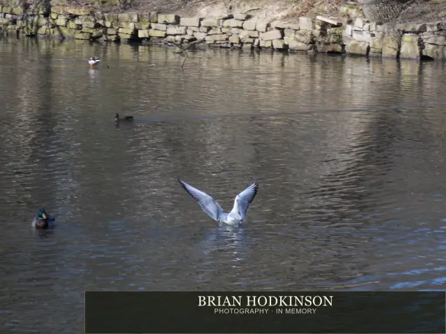 Photograph from Birds of 2014