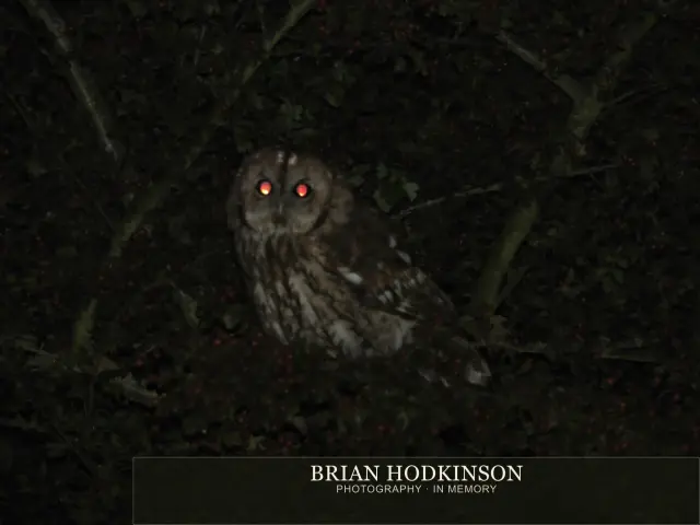 Photograph from Birds of 2014