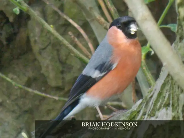 Photograph from Birds of 2014