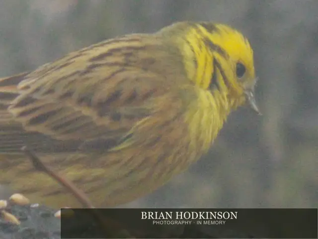Photograph from Birds of 2014