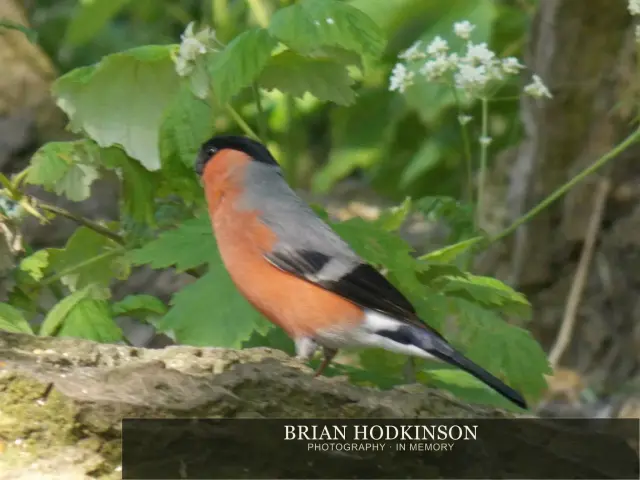 Photograph from Birds of 2014