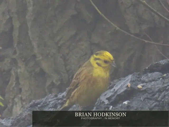 Photograph from Birds of 2014