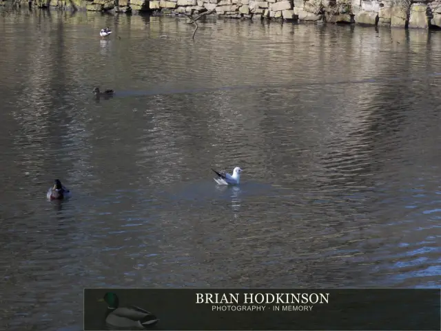Photograph from Birds of 2014