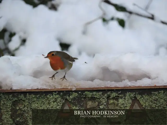 Photograph from Birds of 2014
