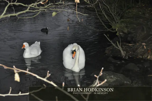 Photograph from Birds of 2014
