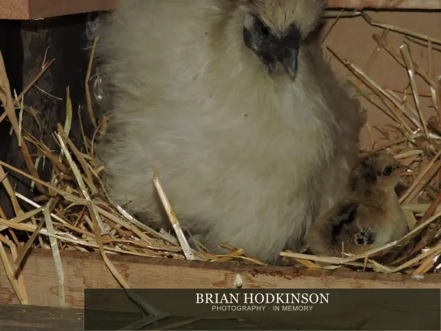 Photograph from Birds of 2014