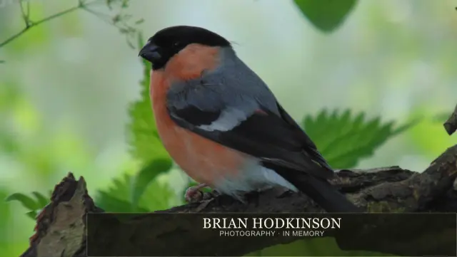 Photograph from Birds of 2014